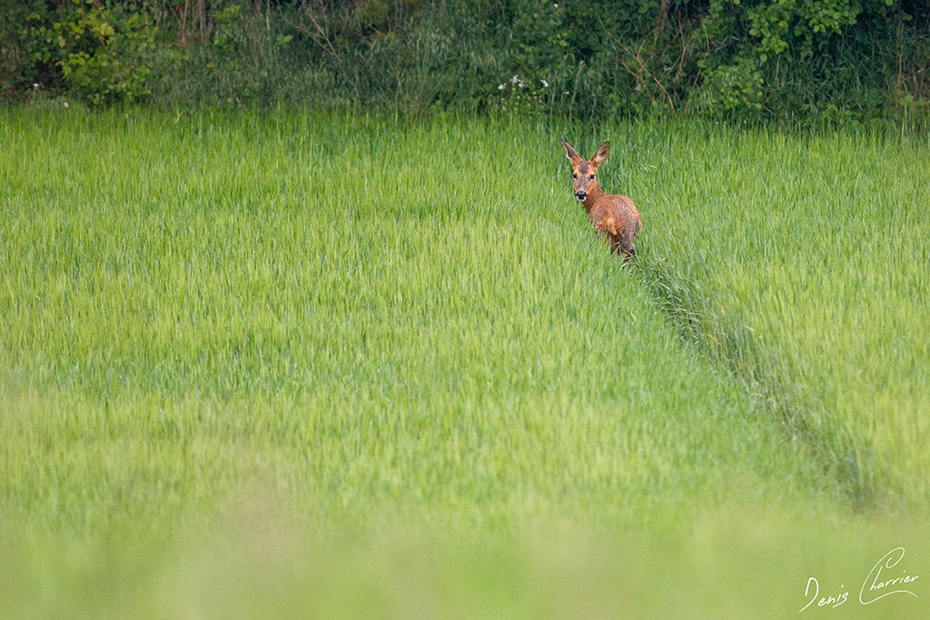 Chevrette dans un chamsp de blé vert